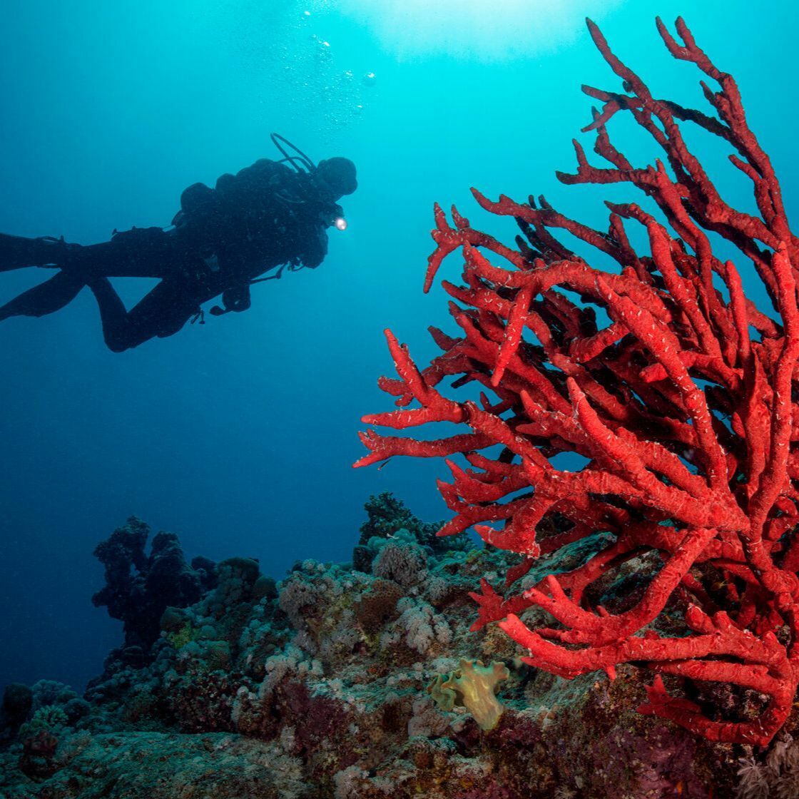 макади бей египет